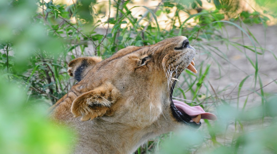 Ngorongoro Crater